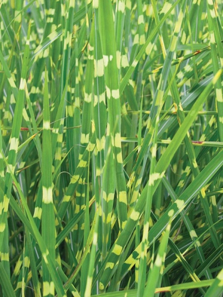 Grass Miscanthus 'Variegatus' 